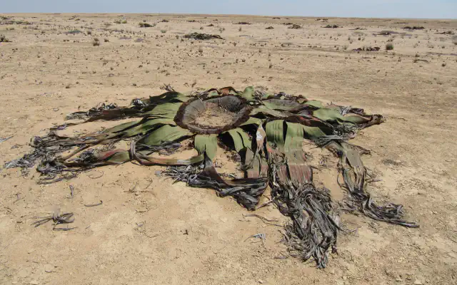 A single Welwitschia mirabilis on a flat, dry desert plain: a ring-shaped woody crown in the middle with long, leathery green leaves split into grey-brown strips spreading across the sand