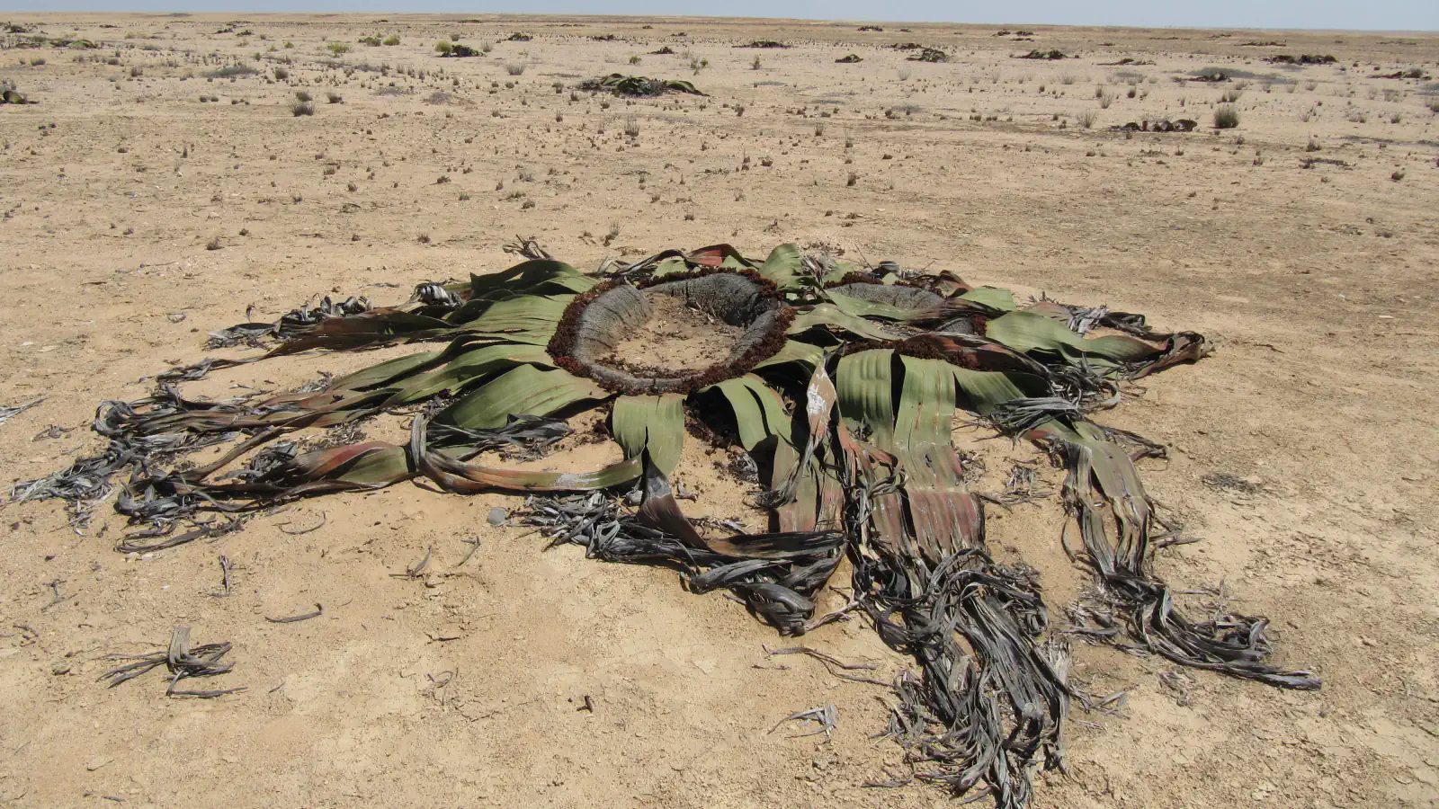 A single Welwitschia mirabilis on a flat, dry desert plain: a ring-shaped woody crown in the middle with long, leathery green leaves split into grey-brown strips spreading across the sand