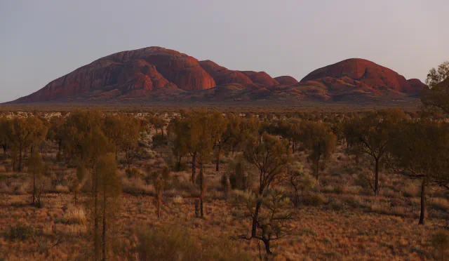 Rounded red-brown rock domes of Kata Tjuta rising above desert scrub in the soft light of early morning