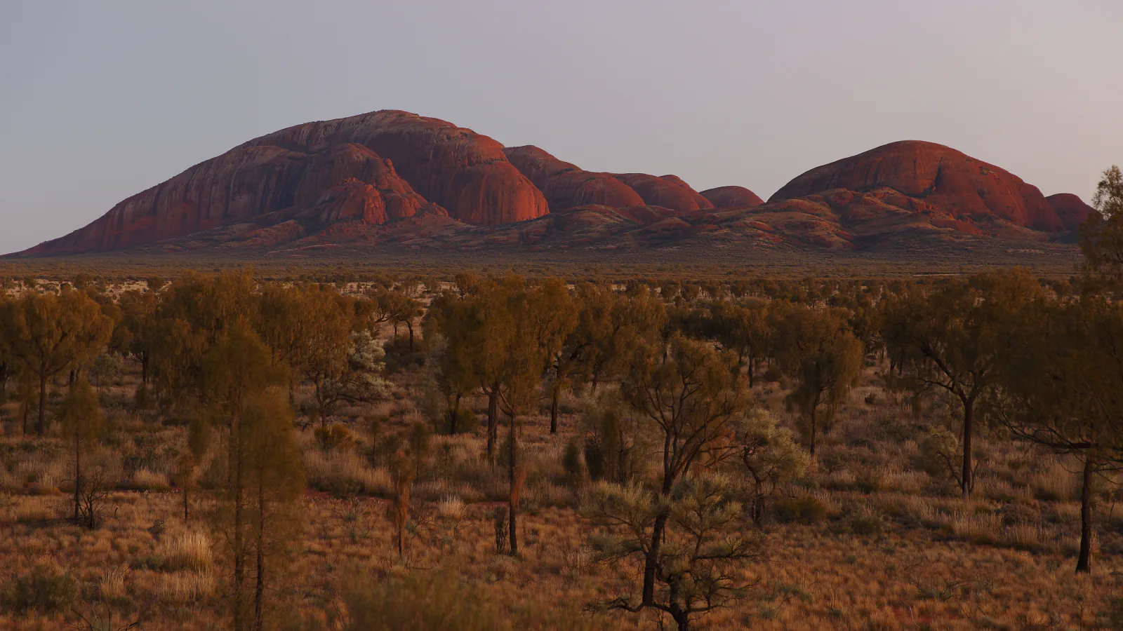 Rounded red-brown rock domes of Kata Tjuta rising above desert scrub in the soft light of early morning