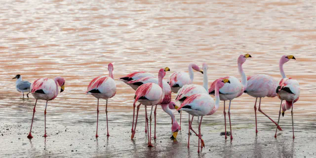 James’s flamingos standing in shallow, pinkish-brown water at Laguna Colorada, with a small grey and white gull at the left edge