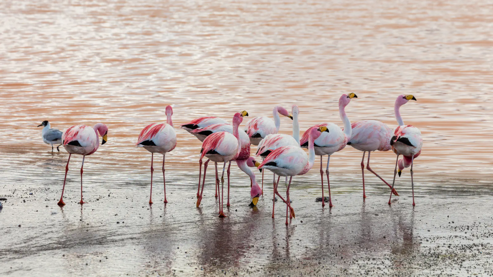 James’s flamingos standing in shallow, pinkish-brown water at Laguna Colorada, with a small grey and white gull at the left edge