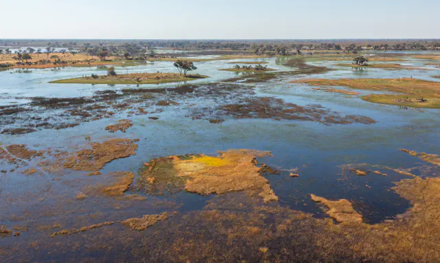 Okavango Delta seen from above, with broad water channels around low grassy islands, scattered trees and a distant tree line beneath a pale sky