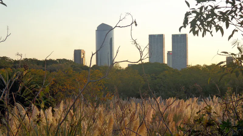 Feathery grass and trees in the Costanera Sur reserve, with high-rise buildings beyond under evening light.