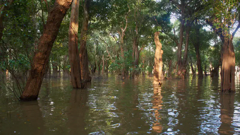 Slender tree trunks stand in brown floodwater inside a flooded forest on the shore of Tonlé Sap Lake, with sunlight filtering through the green canopy