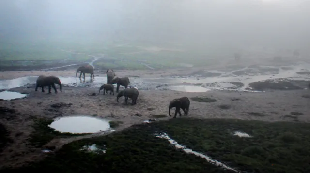 Several forest elephants walk across a damp, sandy clearing dotted with pools, with trees fading into the morning mist.