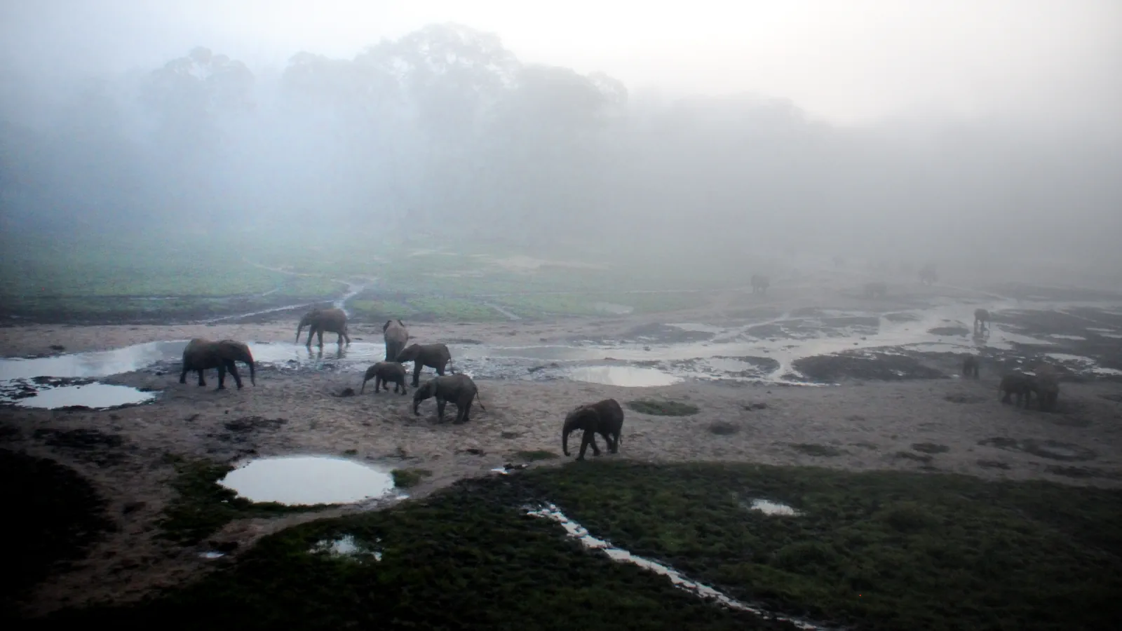 Several forest elephants walk across a damp, sandy clearing dotted with pools, with trees fading into the morning mist.