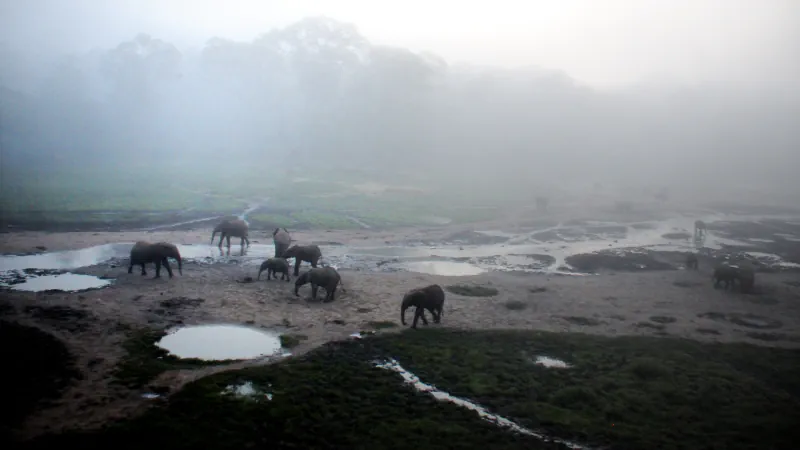 Several forest elephants walk across a damp, sandy clearing dotted with pools, with trees fading into the morning mist.