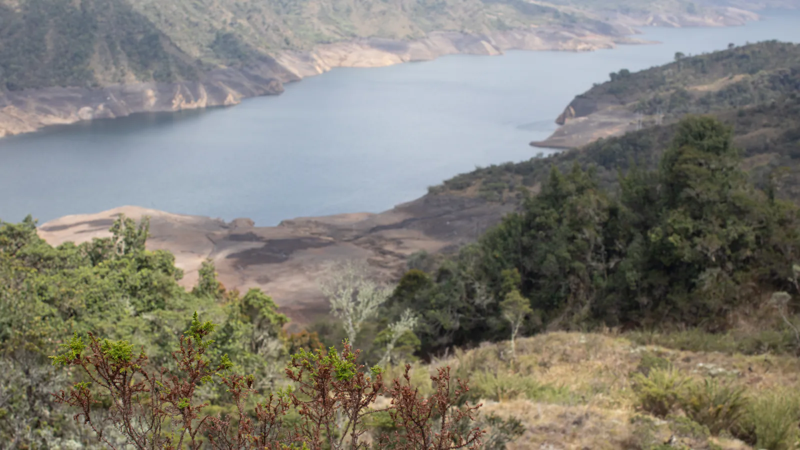 A long reservoir with pale, bare shores between forested Andean slopes, seen from a hillside with low shrubs and reddish-brown twigs in the foreground