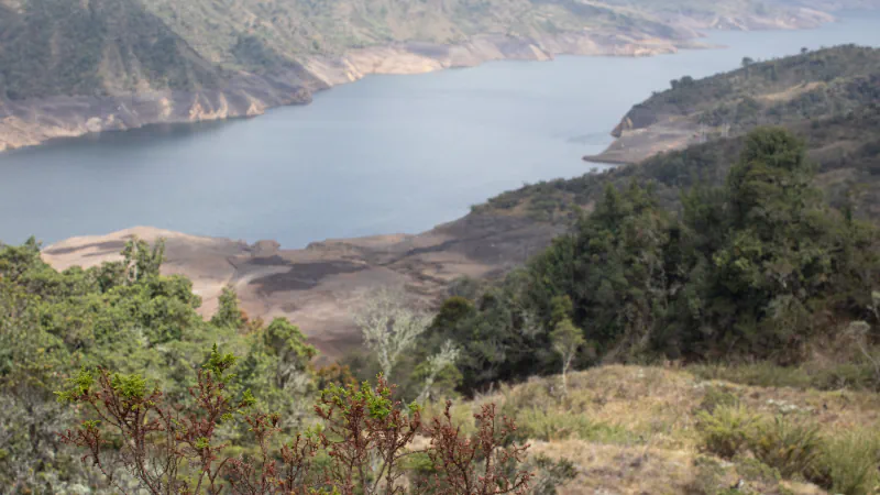 A long reservoir with pale, bare shores between forested Andean slopes, seen from a hillside with low shrubs and reddish-brown twigs in the foreground