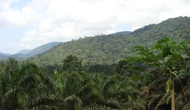 Forested ridges behind palm fronds and a fruiting tree, under a partly cloudy sky