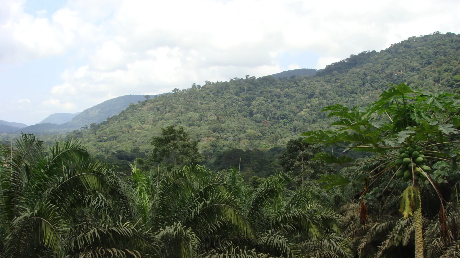 Forested ridges behind palm fronds and a fruiting tree, under a partly cloudy sky