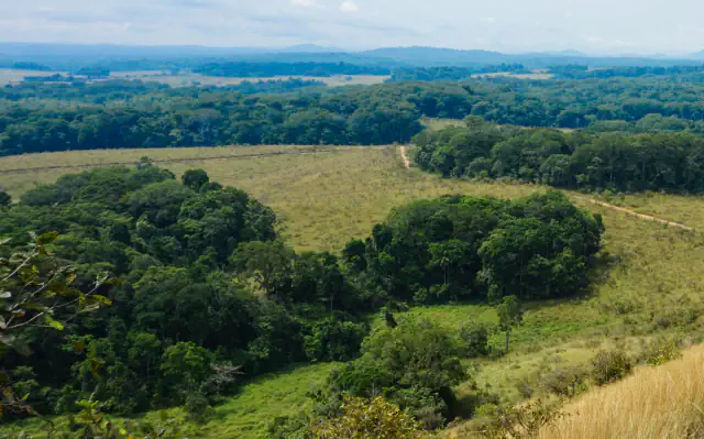 Patches of dense green forest and pale grassy savannah seen from a hillside, with a dirt track crossing the grass and hazy hills on the horizon