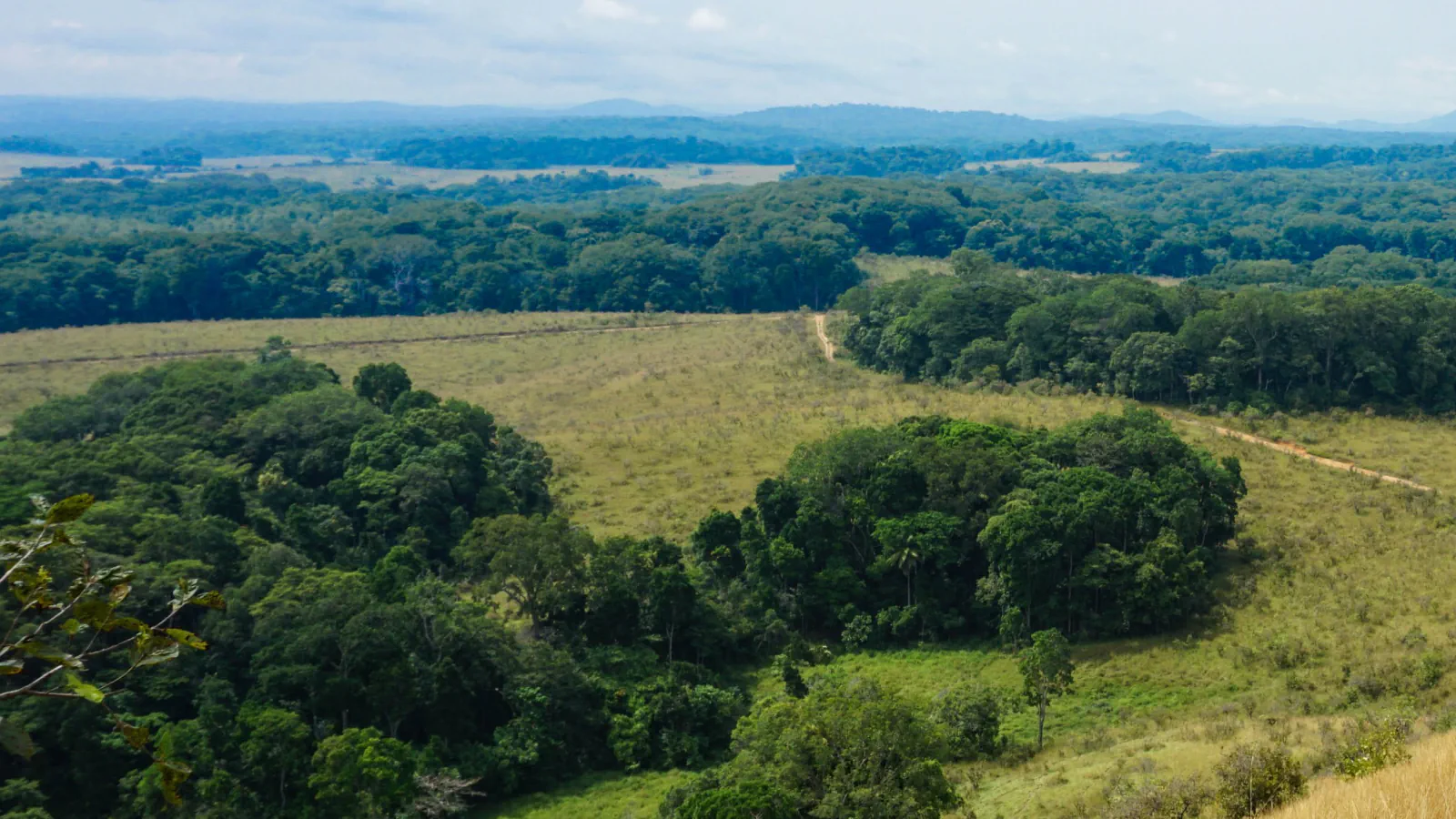Zaplate gostega zelenega gozda in svetle travnate savane, gledane s pobočja, čez travo vijuga zemljena pot, na obzorju pa so v meglici griči