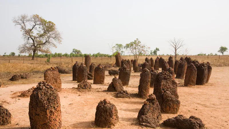 A cluster of reddish laterite pillars in a sandy clearing, with a fence, dry grass and scattered trees behind them.