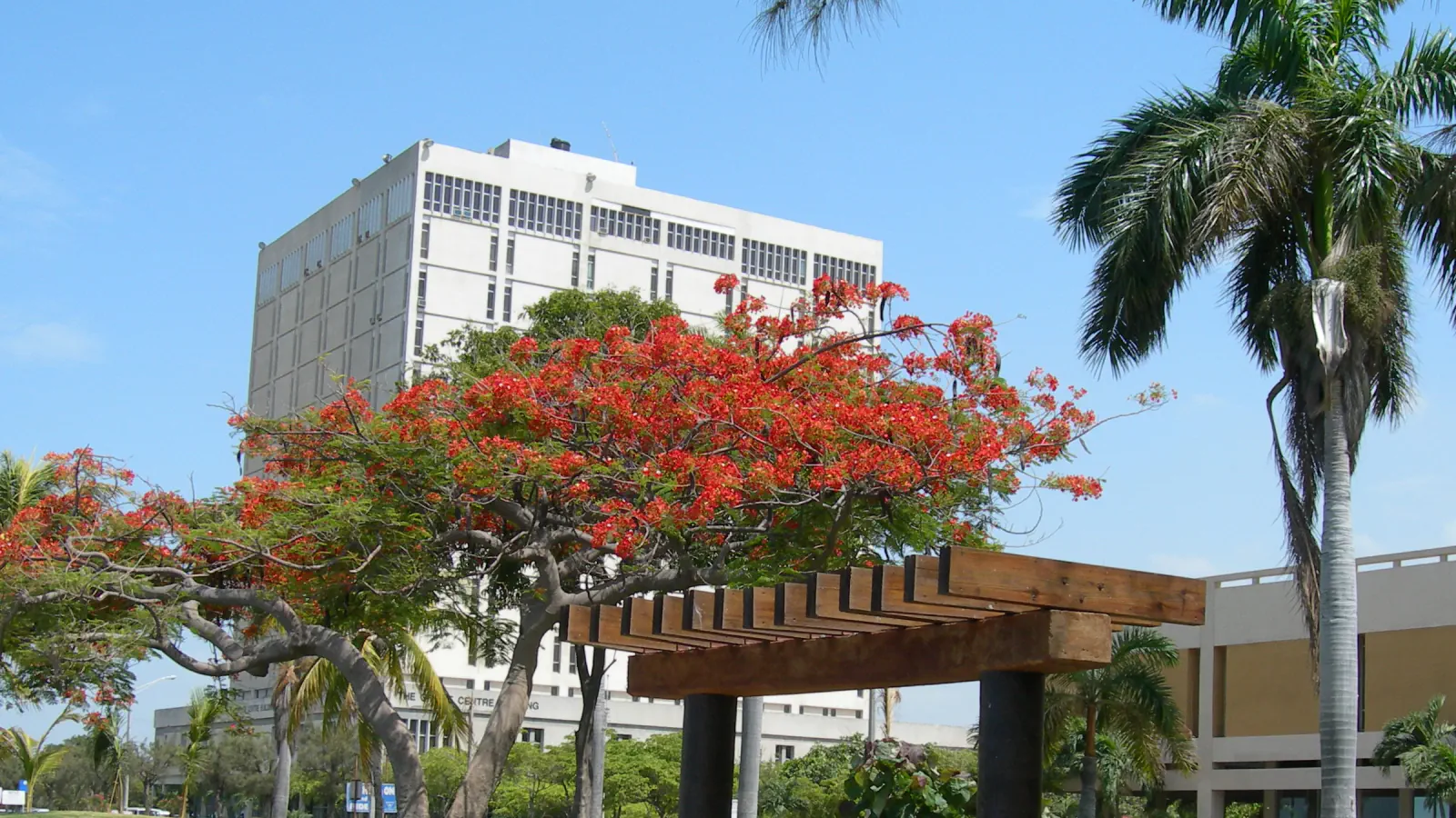 Red-flowering tree beside a timber pergola on Kingston waterfront, with a white office building and palms behind