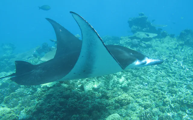 A large dark-backed ray with a pale underside swims in clear blue water above a reef of branching and mounded corals, with a small fish above it