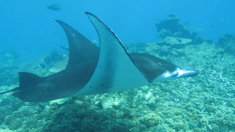 A large dark-backed ray with a pale underside swims in clear blue water above a reef of branching and mounded corals, with a small fish above it