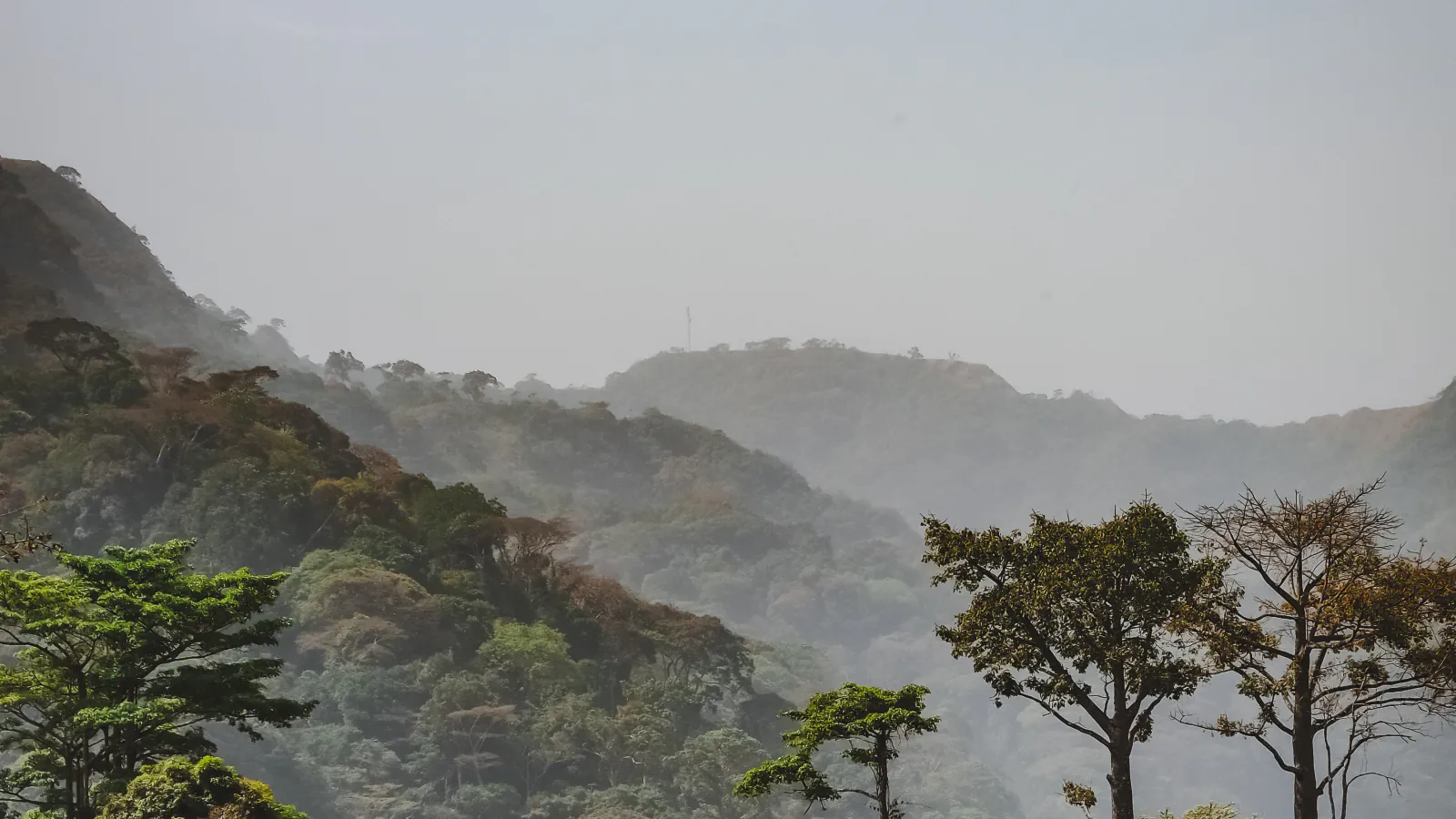Hazy, forested mountain slopes fill the view; a bare-branched tree stands at right and a narrow mast rises from a distant ridge.