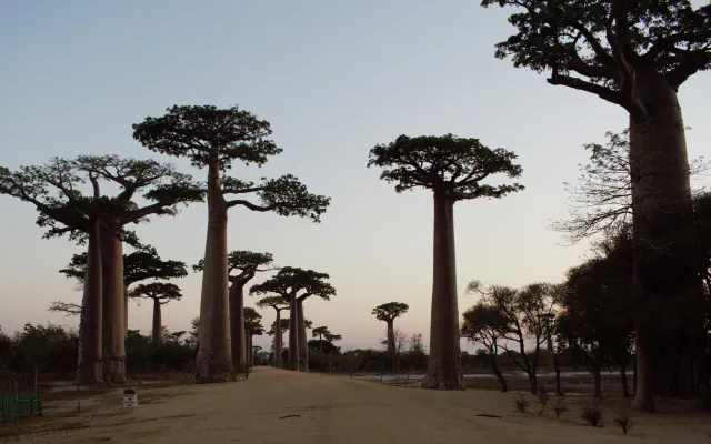 Tall baobab trees with flat, spreading crowns stand along a sandy road at dusk under a pale grey-pink sky, with a low marker post beside the road at the left