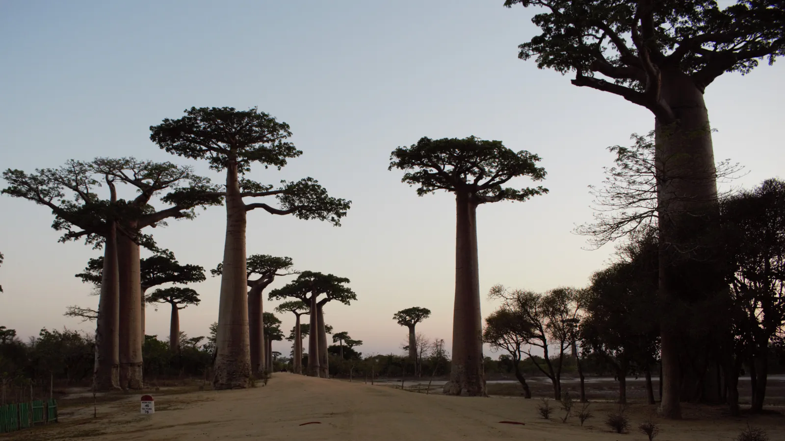Tall baobab trees with flat, spreading crowns stand along a sandy road at dusk under a pale grey-pink sky, with a low marker post beside the road at the left