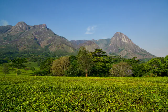 Two rocky peaks of Mount Mulanje rise above a belt of trees and a foreground of bright green tea bushes under a clear blue sky