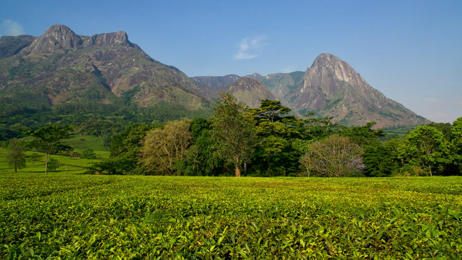 Two rocky peaks of Mount Mulanje rise above a belt of trees and a foreground of bright green tea bushes under a clear blue sky