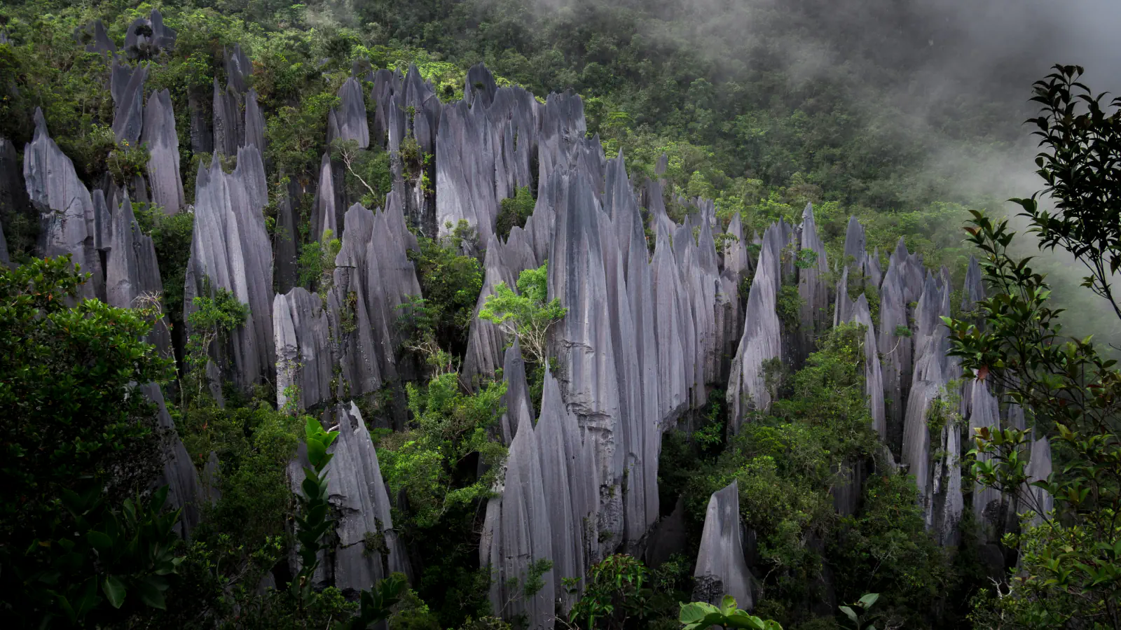 Grey limestone blades of the Pinnacles rising from green forest in Gunung Mulu National Park, with mist drifting over the hillside behind