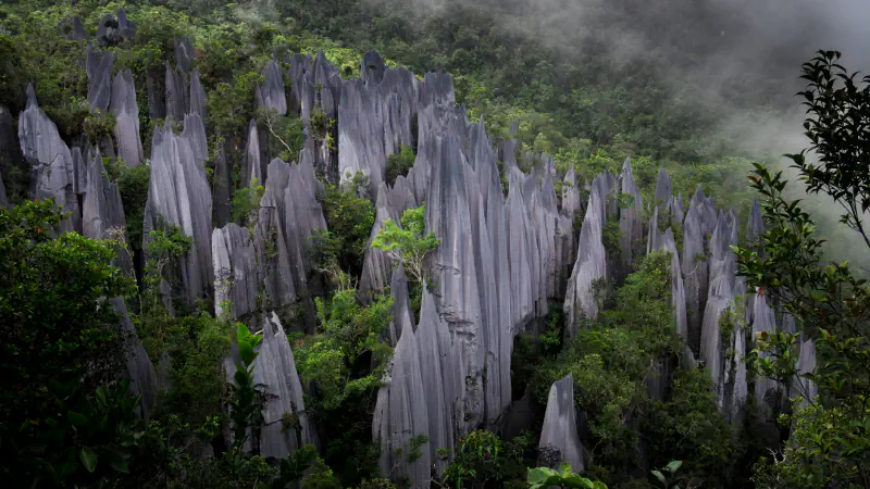 Grey limestone blades of the Pinnacles rising from green forest in Gunung Mulu National Park, with mist drifting over the hillside behind