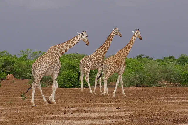 Three West African giraffes walking across reddish-brown ground, with green bushes and a cloudy grey sky behind them.