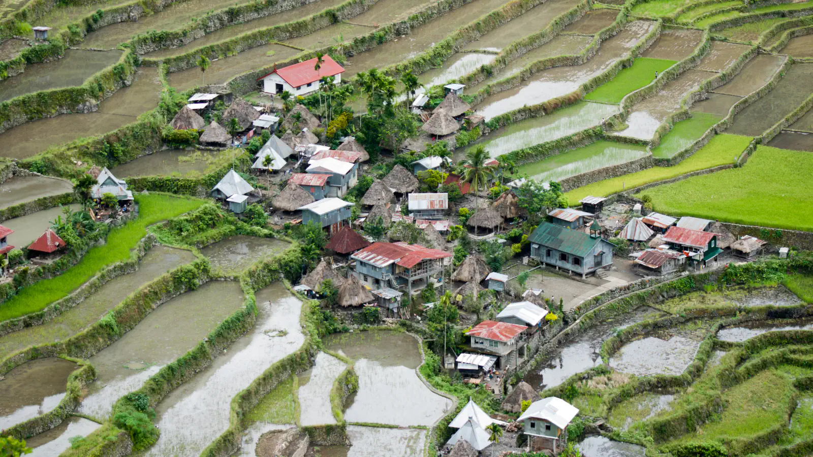 Batad village among curved rice terraces in Ifugao, with thatched and tin-roofed houses, flooded paddies and bright green young rice