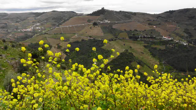Terraced vineyards in Portugal’s Douro valley behind yellow spring flowers