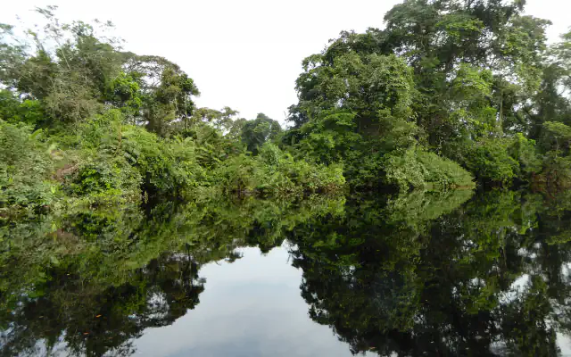 Dark water of the Likouala-aux-Herbes River reflects tropical rainforest along its banks.