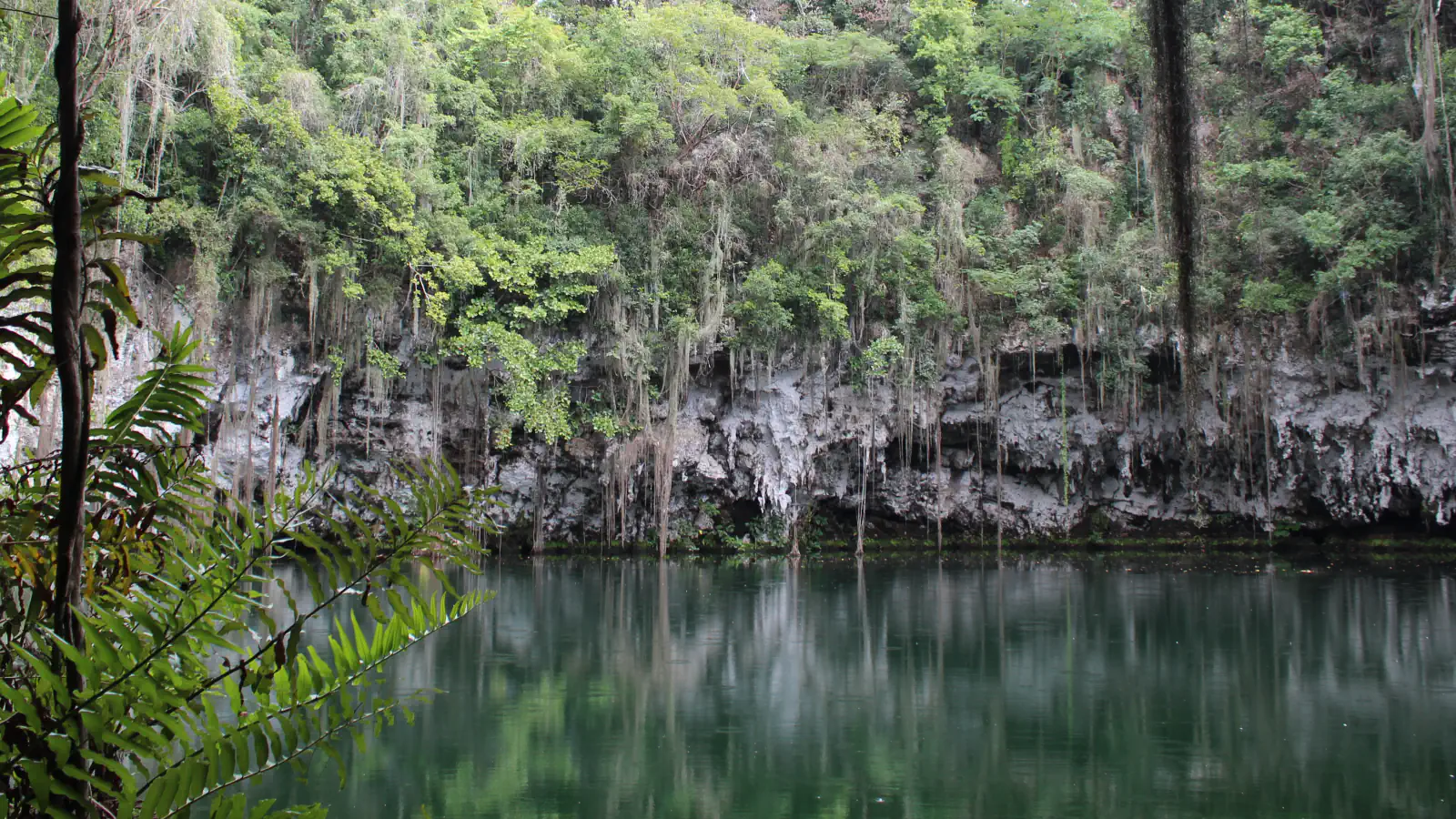 Lago Zaramagullones at Los Tres Ojos: still green water below a pale limestone wall hung with roots and moss, with forest above and ferns in the foreground