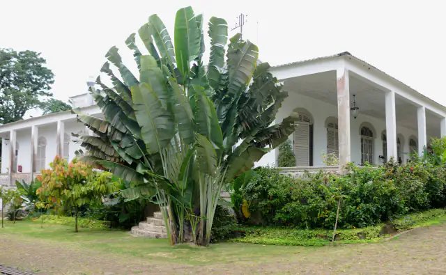 A white single-storey house with a long columned veranda and arched shuttered windows, behind a tall tropical plant with fan-shaped leaves, flowering shrubs and a cobbled yard under an overcast sky