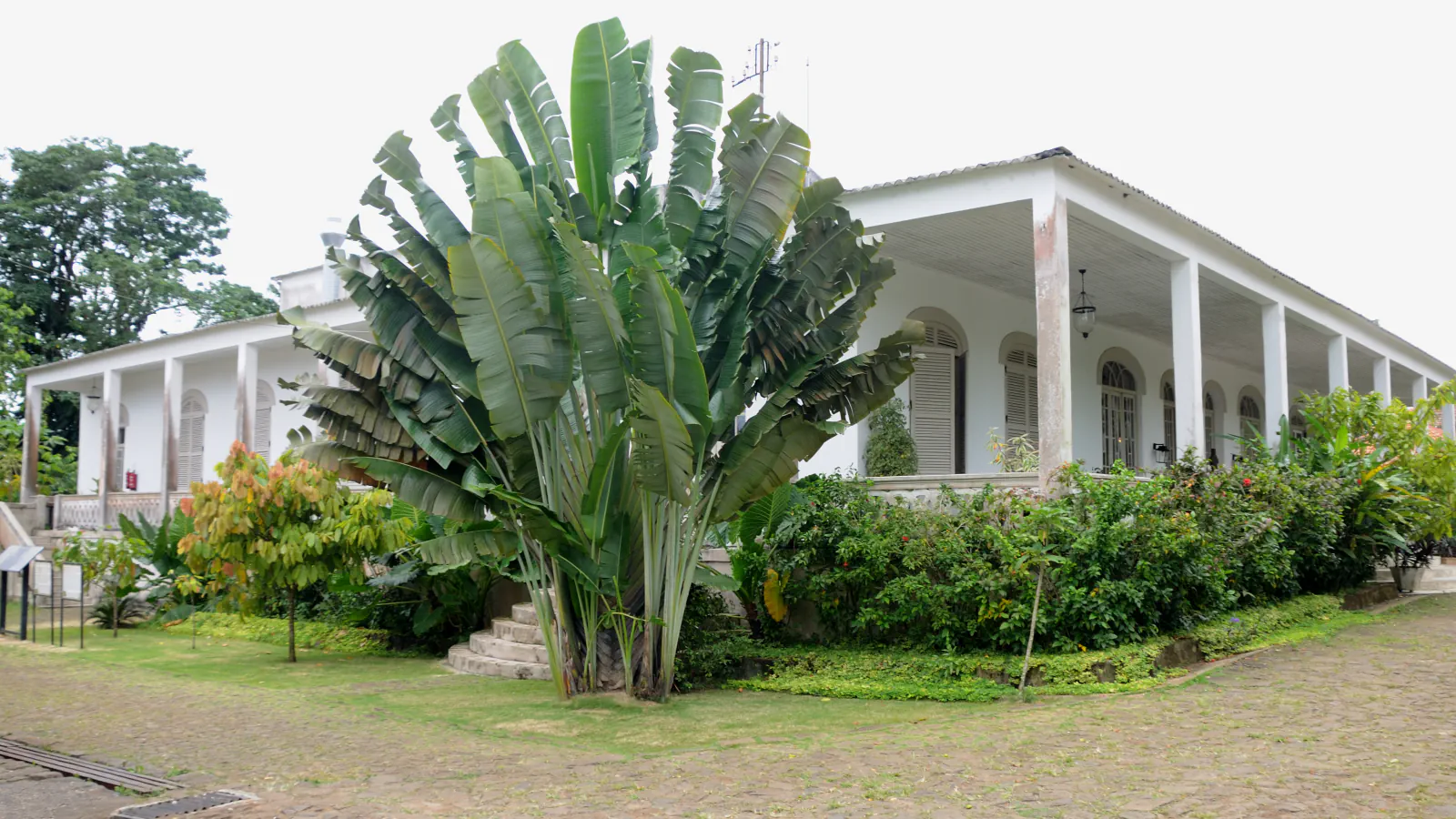 A white single-storey house with a long columned veranda and arched shuttered windows, behind a tall tropical plant with fan-shaped leaves, flowering shrubs and a cobbled yard under an overcast sky