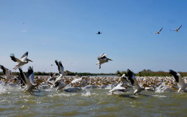 A dense flock of pelicans taking off from the water of Djoudj National Bird Sanctuary under a blue sky, with reed beds on the horizon and a few birds in flight above